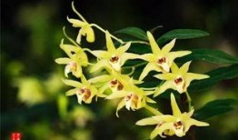 游客爆料石斛的视频,石斛生长奇观，视频记录大自然的神奇魅力